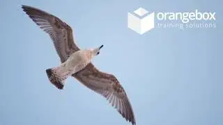 PeoplePlus Update from Orangebox Training Solutions Ltd.