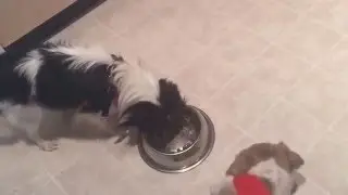 4. Woody food aggression test with dog