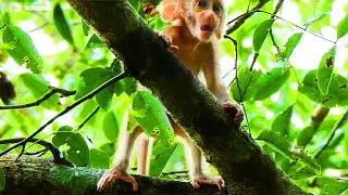 WOW! ROSE MONKEY LET BRADY BB MONKEY TO TRY WALKING ALONE!