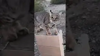 Bobcat jump. #viralvideo #shorts #bobcat #jump #energy #explore #viralshorts #excitement #popular
