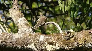 Panama Flycatcher sunbathing part 2#shorts #birds