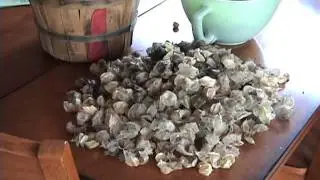 Making Ground Cherry Jam