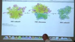 Kevin Ahern's Bite-Sized Biochemistry #48 - Translation II (Protein Synthesis)