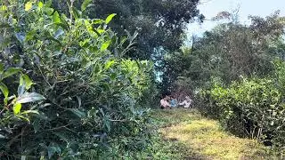 Nomad Tea Time at Yuchi Wild Tea Farm