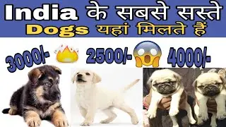 Very Cheap Dog Price list in India 2019 // low price dog price list