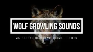 Wolf Growling Sound Effect 🐺 Wolf Sounds 🐺 Wolves Snarls