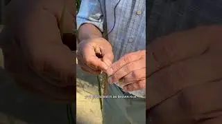 Harvesting Rice