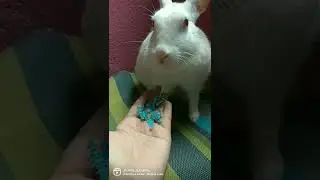 99% angel | Hunny D Bunny | #shorts #rabbit