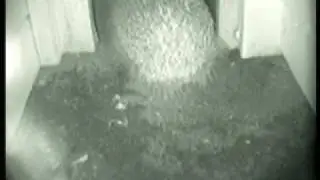 Hedgehogs first visit to my new hedgehog house