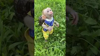 cute baby monkey 🐵🐵🐵 #monkey #cute #monkeydluffy #shortsmonkey #animals #babymonkey #funny