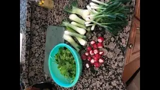 garden 2