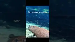meme of the day 🙅  #funny #meme #memes #capybara #capybararush #like #follow #roadto2k 🥺599/2000