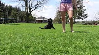 rogue the border collie black lab cross