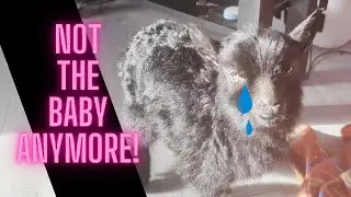 Our baby Goat is Grouchy: She learns she's not the baby anymore!