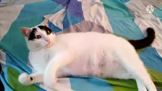 Cute funny cat Minath