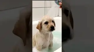 Her first bath #shortvideo #trending #puppy #viralvideos #labrador #trend #shorts #cutealert