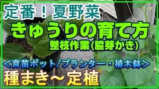 #17[家庭菜園]夏野菜きゅうりを育てる！種まき(4月)～定植＋整枝作業(脇芽かき)（説明付き）【プランター・植木鉢栽培】【籾殻くん炭の利用】