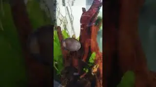 Snail cleaning aquarium glass #aquarium #aquaticecosystem #snails #cute #cool #animals #fishkeeping