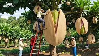 How Agricultural Machines Harvest 1 Million Tons of Pistachios Worth $8 Billion Worldwide