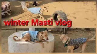 Dogs playing: Episode 51 dog winter video boarding vlogs #training vodio #petviral #vlogvideo #funny