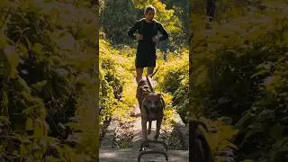El paseo PERFECTO para tu perro 🐶🍃 #pitbull #dog #pets #paseo