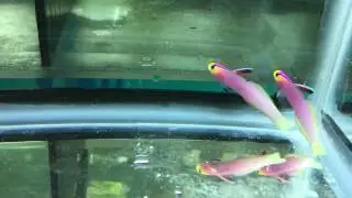 Helfrichi Firefish Pair 😳