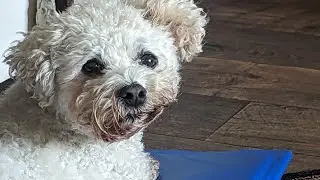 Why is your dog itchy.