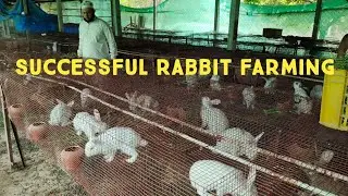 successful rabbit farming in Hyd rabbits new zealand rabbit