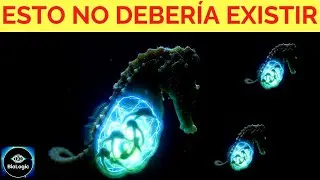 Nada sobre la reproducci&oacute;n de los caballitos de mar tiene sentido