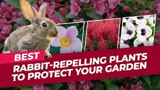 🌺 Best Rabbit Repelling Plants to Protect Your Garden Naturally 🌿