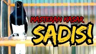 MASTERAN KACER KASAR, BURUNG MACET LANGSUNG TEMBAK!