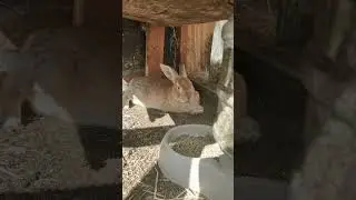 A quick little bunny update!