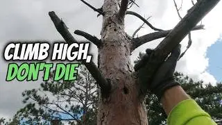 Удаление ужасающих высоких мёртвых сосен #milwaukeetools #treesurgeon #chainsaw #m18