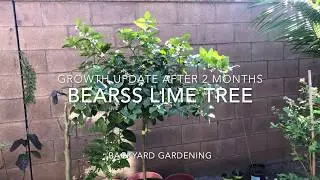 Update: Bearss Lime Tree - After 2 months