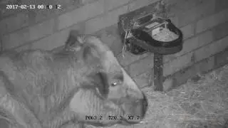Farm 1080p PTZ Calving Camera Night Vision Footage
