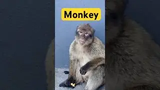 Monke. #monkey #monkeyvideo
