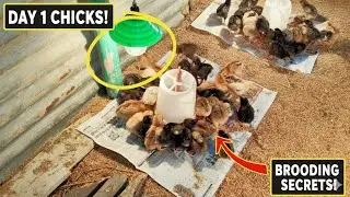 Are Your Baby Chicks Too Cold? | Brooder Temperature Check & Setup
