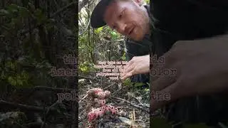 Taste Testing the Bleeding Tooth Fungus (Hydnellum peckii) in Mendocino, California (Not Poisonous)