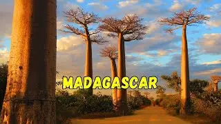 Madagascar Travel Guide:  The Most Unusual Island on Earth