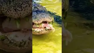 Feeding Hungry Alligator