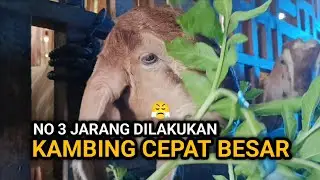 6 Cara Sederhana Merawat Kambing agar Cepat Besar, Nomor 3 Jarang Dilakukan!