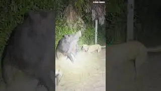 This Smart Boar Hog Took Us 6 Months To Catch