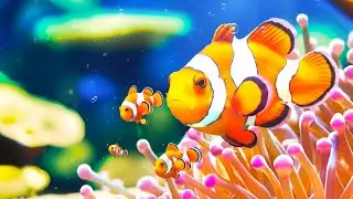 The Ultimate 4K Aquarium Experience | Mesmerizing Jellyfish, Colorful Corals & Rare Ocean Creatures