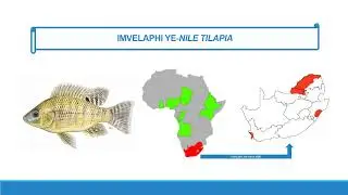 FW5 Episode 6 - Nile tilapia vs Mozambique tilapia