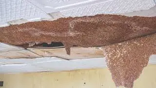 Water Damage Restoration San Diego