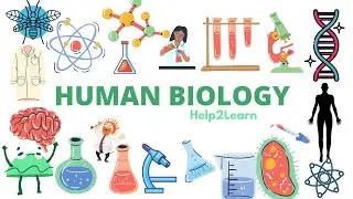 #19 A Level Human Biology - The Brain 🧠