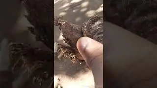 Araneomorphae | Rondon&oacute;polis.