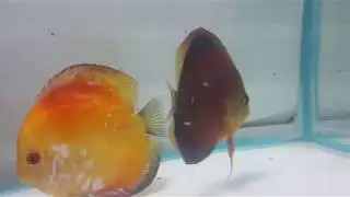 Discus Fry - One Week Old