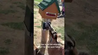 A very intelligent goat