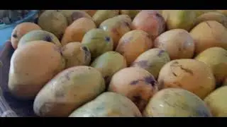 Mango Harvesting | Vlog#23